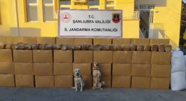 Şanlıurfa'da jandarmadan operasyon!