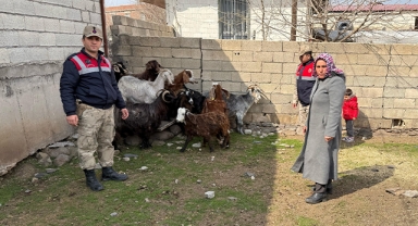 Şanlıurfa'da keçi hırsızları yakalandı