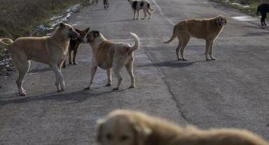 Şanlıurfa'da sahipsiz köpeklerin saldırısına uğrayan 2 kişi yaralandı