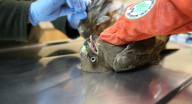 Şanlıurfa'da 12 yılda binlerce yaban hayvanı tedavi edildi