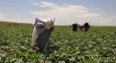 TİGEM işçi alımı yapacak