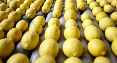 Bakanlıktan limon ihracatı kararı