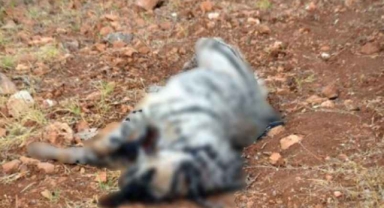 Şanlıurfa'da nesli tehlike altında olan sırtalana araç çarptı