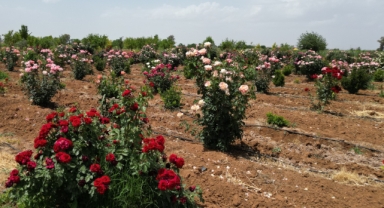 Büyükşehir belediyesi kendi gülünü üretiyor