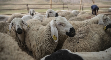 Kurban Bayramı öncesi hastalık ve kesimlere ilişkin tedbirler alındı