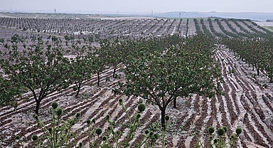 Şanlıurfa'da 3 ilçeyi dolu vurdu: Valilikten açıklama
