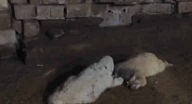 Şanlıurfa'da köpeklerin saldırdığı 29 kuzu telef oldu