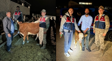 Şanlıurfa'da inek hırsızı yakalandı