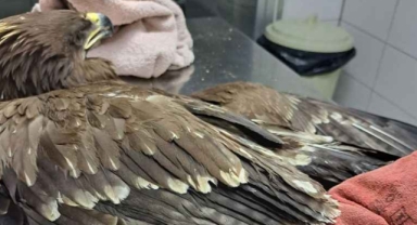 Şanlıurfa'da yaralı bulunan kartal tedavi altına alındı