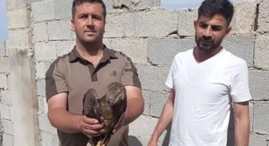 Şanlıurfa'da yaralı halde buluna kızıl şahin tedavi altına alındı