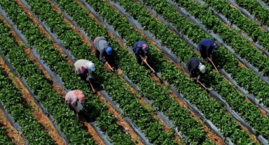 Çiftçilere 5,5 milyar lira destek ödemesi bugün yapılacak