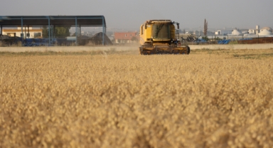 Şanlıurfa'da belediyenin hasat ettiği nohut, ihtiyaç sahiplerine dağıtılacak