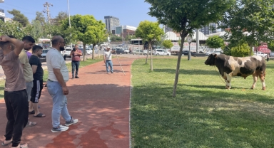 Şanlıurfa'da kaçan kurbanlık boğa parkta yakalandı