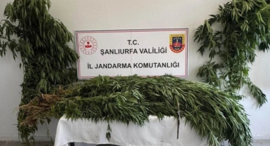 Birecik'te uyuşturucu operasyonu: 12 gözaltı