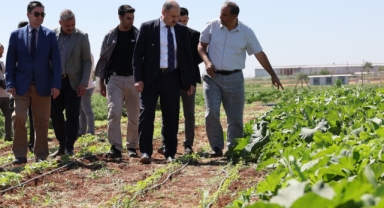 Şanlıurfa'da ata tohumları yeniden üretime kazandırılıyor