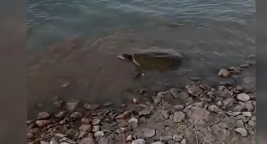 Şanlıurfa'da Mezopotamya Fırat kaplumbağası ağa takıldı