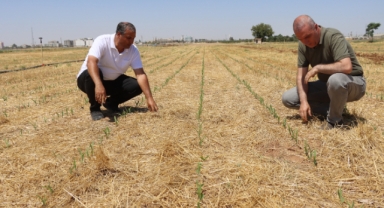 Şanlıurfa'da toprak sürülmeden mısır ekildi