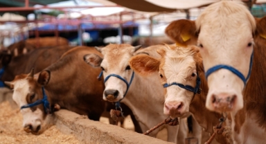 Türkiye'de şap hastalığıyla mücadele için seferberlik başlatıldı