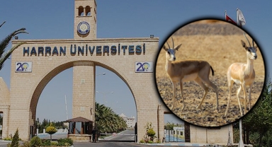 Üniversiteye alınan ceylanlar parçalanmış halde bulundu