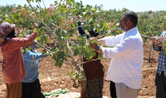 Boz Antep fıstığında fiyatlar üreticisinin yüzünü güldürüyor