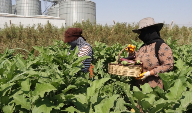 Büyükşehir, ata tohumlarıyla yerel üretimi güçlendiriyor