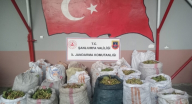 Şanlıurfa'da fıstık çaldıkları iddiasıyla 13 şüpheli yakalandı