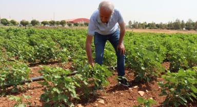 Şanlıurfa'da kavurucu sıcaklar pamuğa yaradı