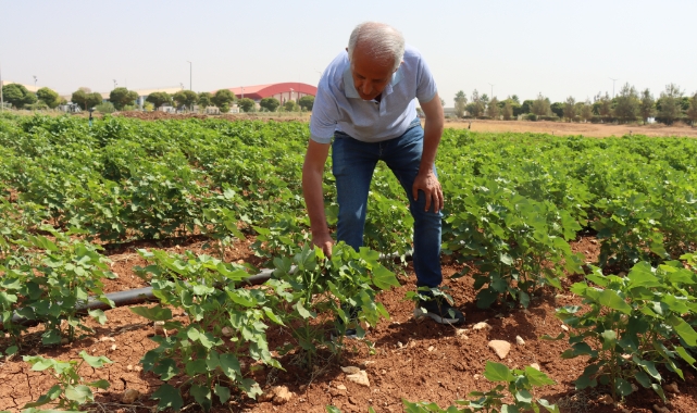 Şanlıurfa&#039;da kavurucu sıcaklar pamuğa yaradı