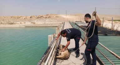 Şanlıurfa'da sulama kanalına düşen köpeği itfaiye ekipleri kurtardı