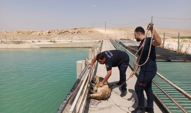 Şanlıurfa&#039;da sulama kanalına düşen köpeği itfaiye ekipleri kurtardı