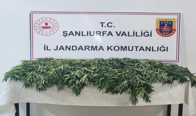 Şanlıurfa&#039;da uyuşturucu operasyonu: 2 gözaltı