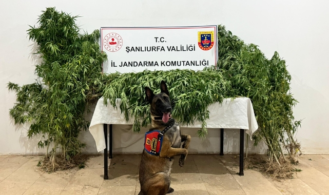 Şanlıurfa&#039;da uyuşturucu operasyonunda 12 şüpheli yakalandı