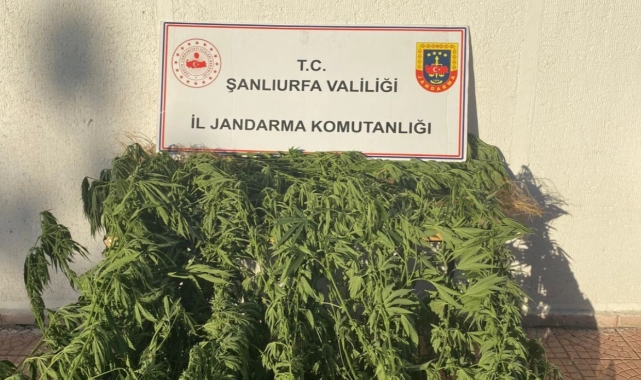 Siverek&#039;te 35 kök kenevir bitkisi ele geçirildi