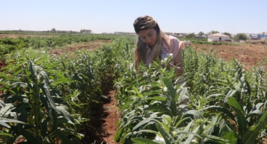 Urfa Susamı, Şanlıurfa Büyükşehir Belediyesi ile yeniden hayat buluyor