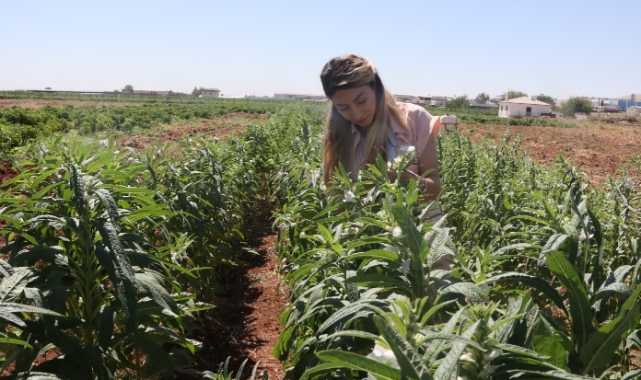 Urfa Susamı, Şanlıurfa Büyükşehir Belediyesi ile yeniden hayat buluyor
