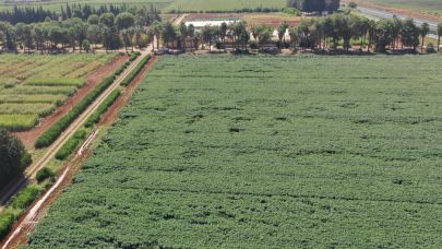 Şanlıurfa'da anıza ekim yöntemi yaygınlaştırılıyor