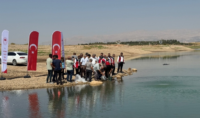 Atatürk Baraj Göleti&#039;ne 1 milyon 75 bin balık yavrusu bırakıldı