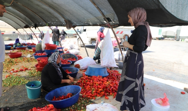 Şanlıurfa&#039;da mevsimlik tarım işçilerine mobil sağlık hizmeti sunuluyor
