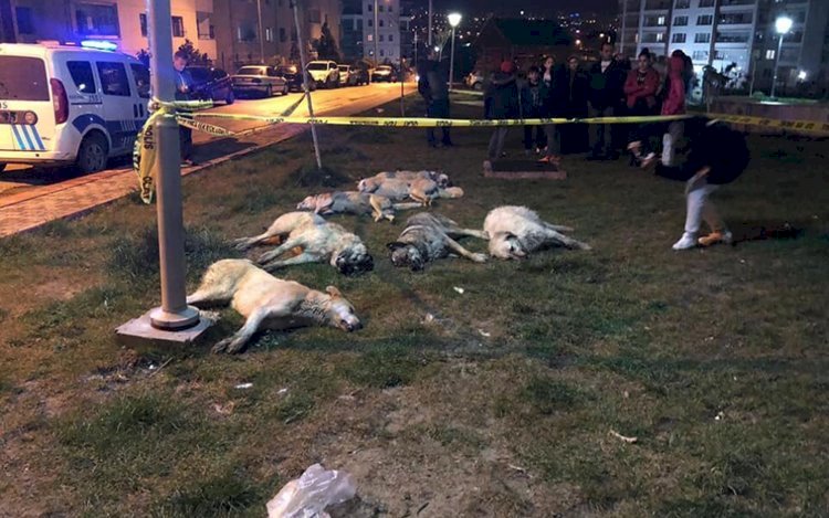 Ankara'da Köpekleri Kim Zehirledi? / Çok İnce Ayrıntılar