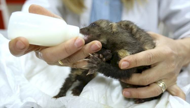 Şanlıurfa&#039;daki Yol Çalışmasında Enkaz Altında Bulunan Sansar Yavruları Bakım Altına Alındı