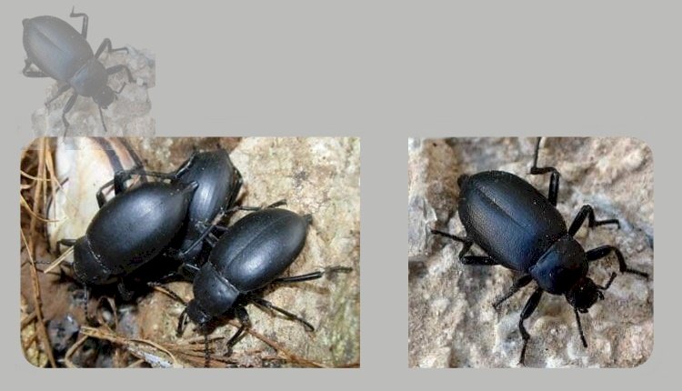 Şanlıurfa'yı Karaböcekler (Kara Böcek) İstila Etti