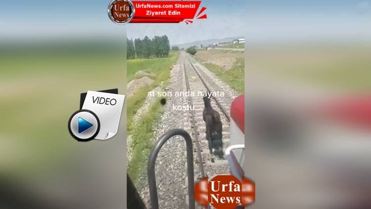 Rayların Üstüne Çıkan At Trenin Gelmesi İle Canını Son Anda Kurtardı