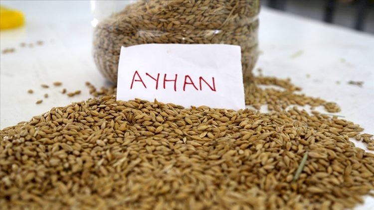 Urfa'nın Mevsimine Uygun Yerli Arpa Tohumu Ayhan Görücüye Çıktı