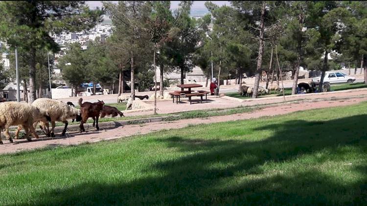 Eyyübiye Mesire Alanı Kurbanlık Koyunları Otlatma Yeri Oldu