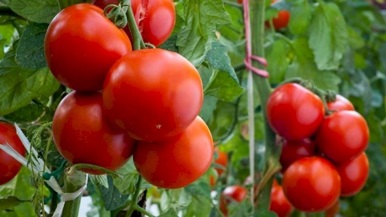 Domatesin Fiyatı Üreticiyi Üzdü Vatandaşı Sevindirdi