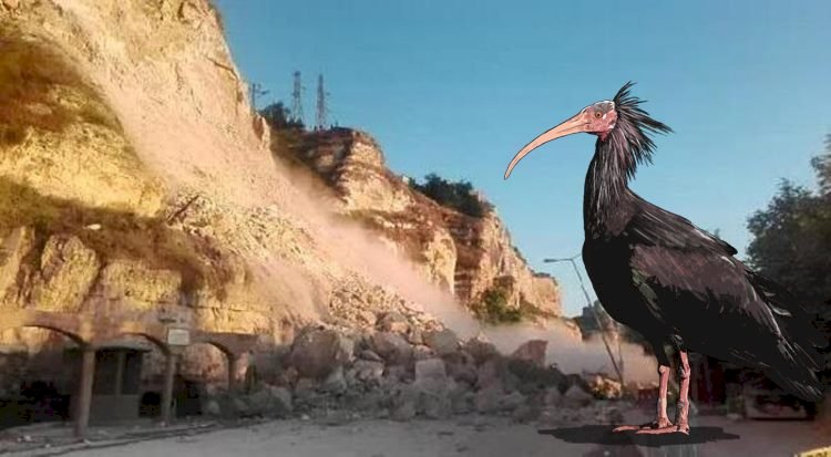 Birecik-Halfeti Yolunun Yapımı Kelaynakların Üreme Dönemi Nedeni ile Durduruldu