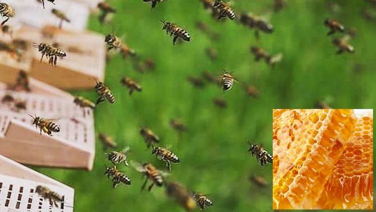 Karacadağ'daki Bal Üreticileri Bu Yıl Rekoltenin Düşük Olmasını Bekliyor