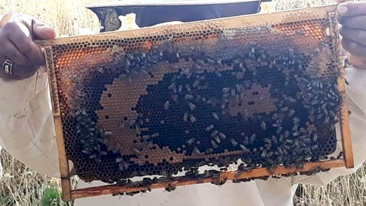 Siverek'te Bal Peteğinde Arıların Yaptığı Ay yıldızı Görenler Gözlerine İnanamıyor