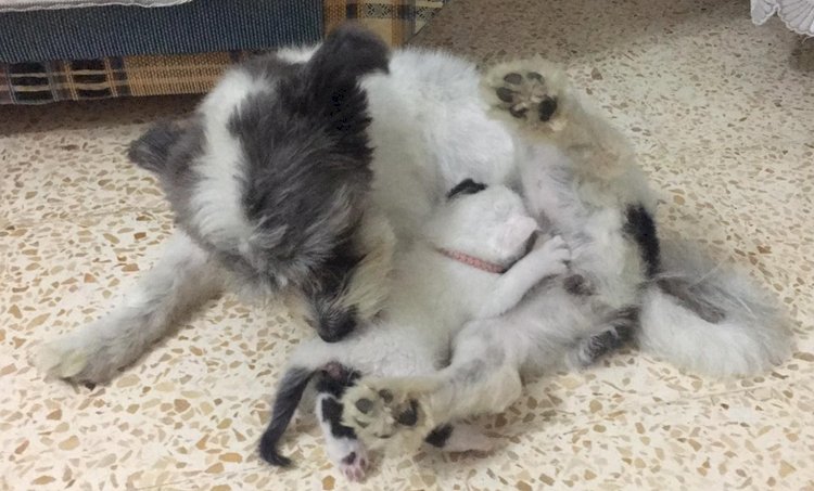 Annesiz Kalan Yavru Kediye Köpek Annelik Yapıyor