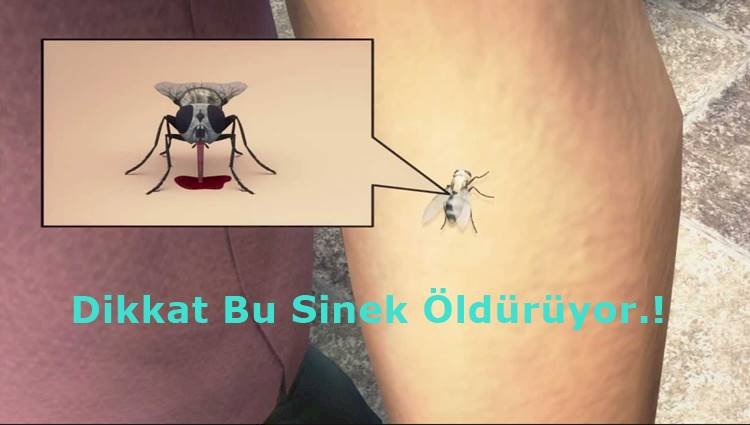 Dikkat Sinek Isırması İle Bulaşan Batı Nil Virüsü Öldürüyor
